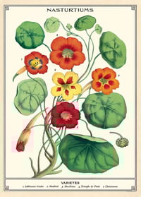Lichořeřišnice / Nasturtiums
