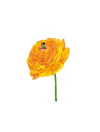 Image 2 of Peonia Tanakiae