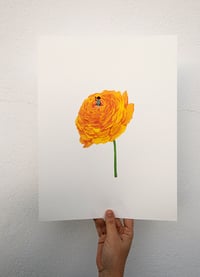 Image 1 of Peonia Tanakiae