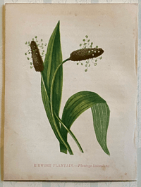 Small antique wild flower print (7)