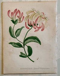 Small antique wild flower print(6)