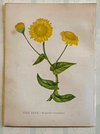 Small antique wild flower print (5)