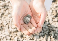 Image 5 of Creek Mini's 2026