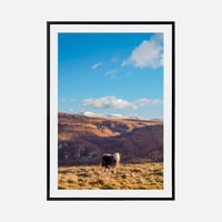 Image 1 of Herdwick Sheep, Lake District