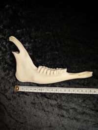 Image 4 of Goat jaw (piece)