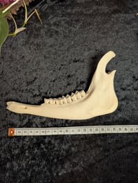 Image 2 of Goat jaw (piece)