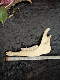 Image 3 of Goat jaw (piece)