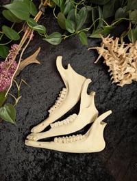 Image 1 of Goat jaw (piece)