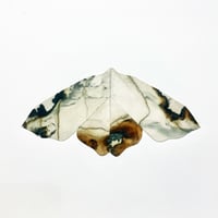 Image 1 of Moth (No. 1)