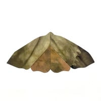 Image 1 of Moth (No. 2)
