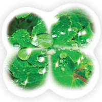 Clover 3" Sticker