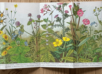 Image 2 of A Pantoscope Book Flowers of the Marsh