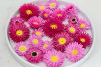 Image 2 of 60 Australian Native Everlastings - Pink