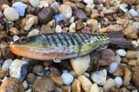 Image 4 of Custom Airbrushed Glide Bait 112