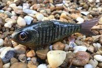 Image 5 of Custom Airbrushed Glide Bait 112