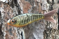 Image 6 of Custom Airbrushed Glide Bait 112