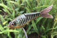 Image 13 of Custom Airbrushed Glide Bait 112