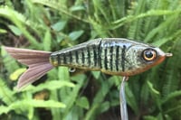 Image 14 of Custom Airbrushed Glide Bait 112