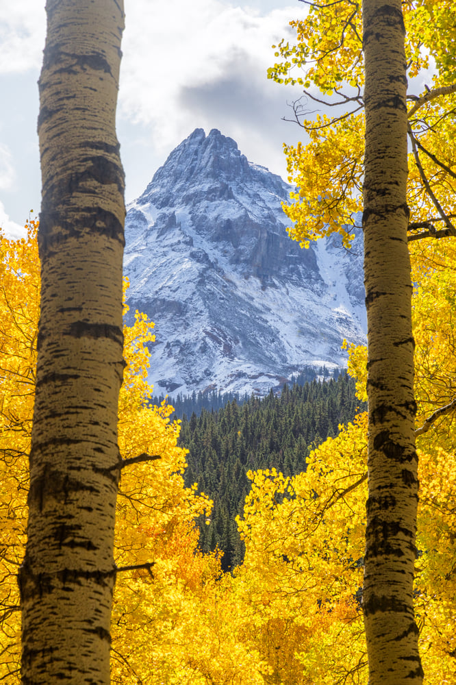 Image of Towering Aspens