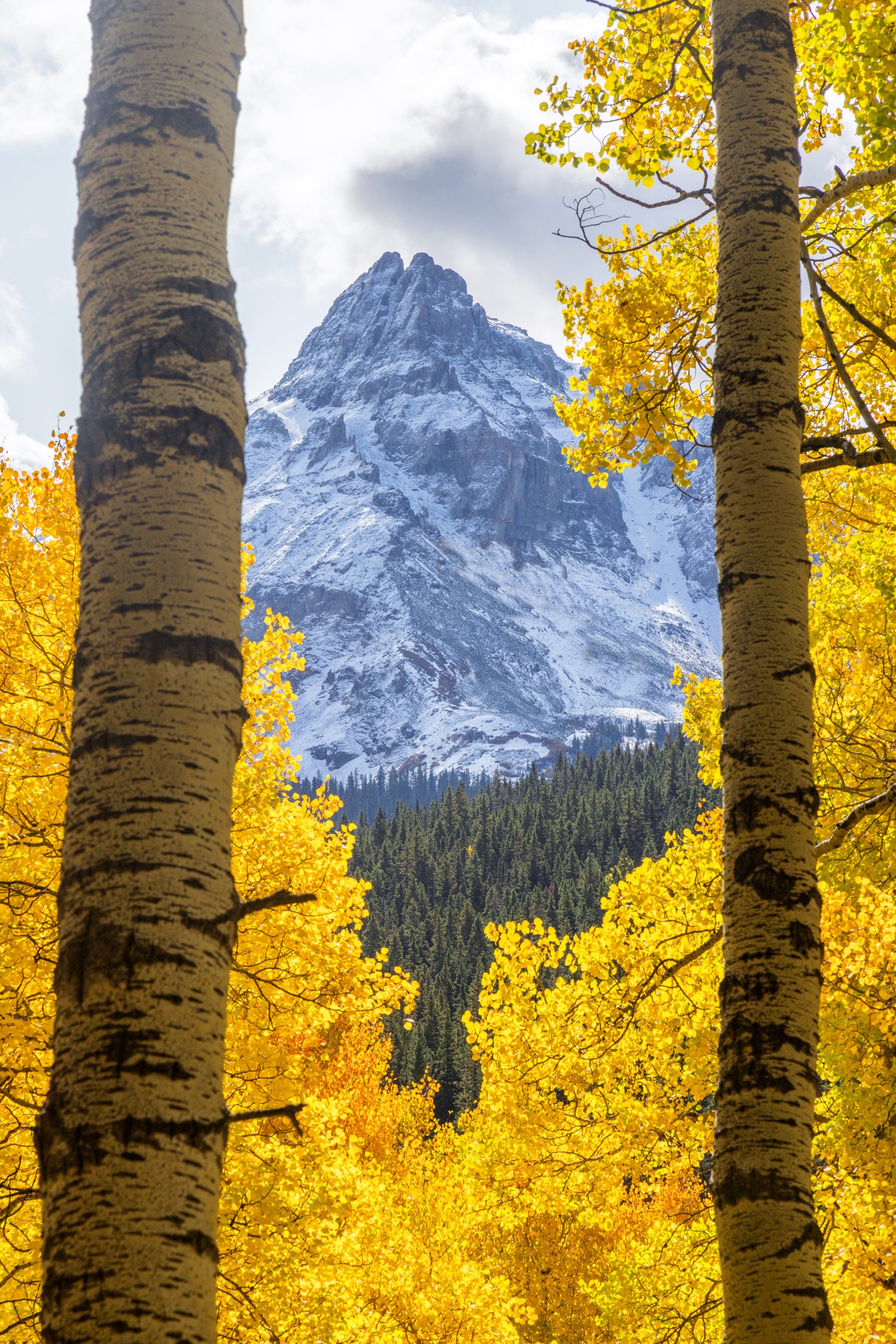 Image of Towering Aspens