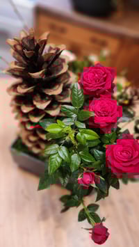 Image 2 of Christmas Roses Dish Garden Pre-Order