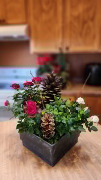 Image 1 of Christmas Roses Dish Garden Pre-Order