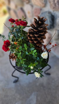 Image 5 of Christmas Roses Dish Garden Pre-Order