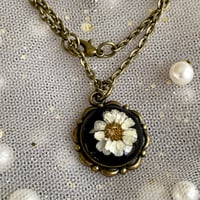 Image 1 of Morning Glory