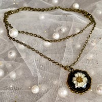 Image 2 of Morning Glory