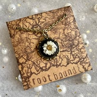 Image 3 of Morning Glory