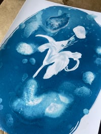 Image 2 of Water Lily