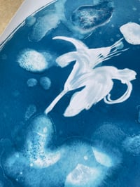 Image 3 of Water Lily