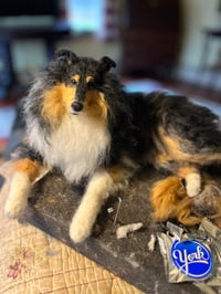 Image 1 of 12” custom dog