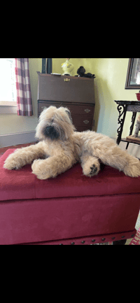 Image 7 of 12” custom dog