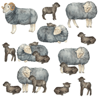 Custom herdwick sheep stickers