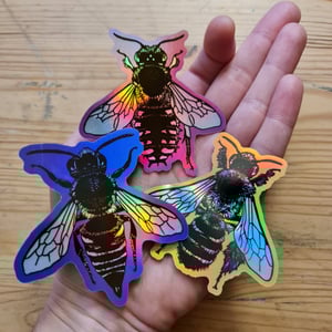 Anthidium holografic sticker