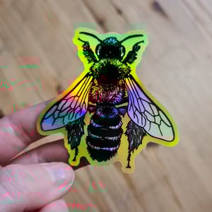 Dasypoda holografic sticker