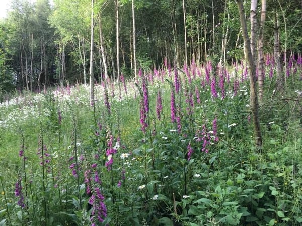 Image of Woodland Revival Series - Coppice Weekend. 24th and 25th January 2026