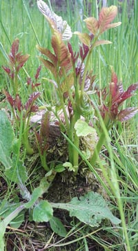Image 2 of Woodland Revival Series - Coppice Weekend.  24th and 25th January 2026