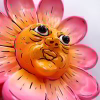 Image 3 of Gazing Daisy