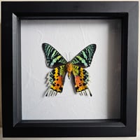 Framed - Madagascan Sunset Moth I