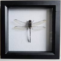 Framed - Giant Carovei Dragonfly 
