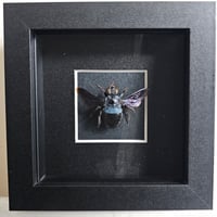 Framed - Blue Carpenter Bee I