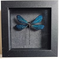 Framed - Vestalis Melania Damselfly II