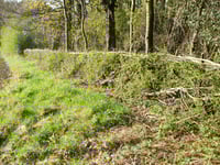 Image 1 of Woodland Revival Series - Hedgelaying Weekend.  March 7th and 8th 2026