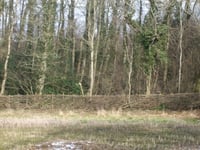 Image 2 of Woodland Revival Series - Hedgelaying Weekend.  March 7th and 8th 2026