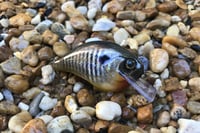 Image 4 of SPEEDBAITS Custom Airbrushed Crankbait 302