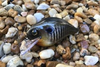 Image 3 of SPEEDBAITS Custom Airbrushed Crankbait 302