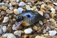 Image 1 of SPEEDBAITS Custom Airbrushed Crankbait 302