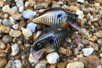 Image 8 of SPEEDBAITS Custom Airbrushed Crankbait 302